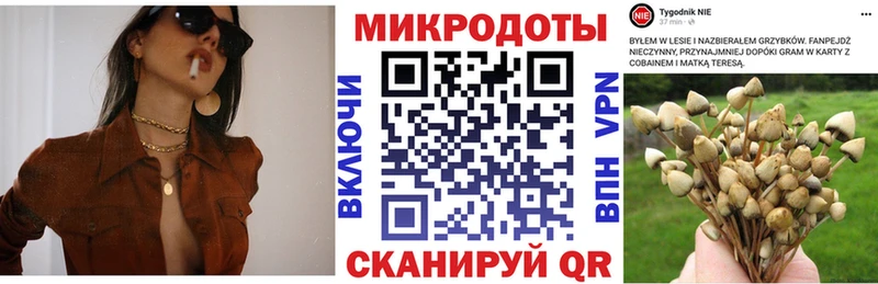 Псилоцибиновые грибы Psilocybine cubensis Славянск-на-Кубани